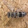 Bembecinus insulanus